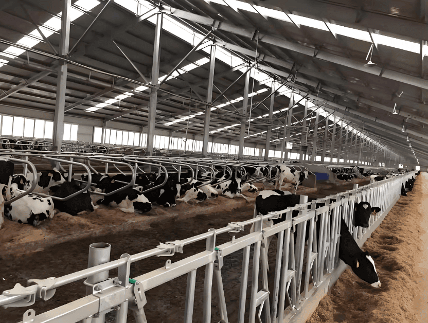 Prefab Steel Livestock Barns for Cattle, Sheep & Pigs-Strong, Ventilated & Easy to Assemble